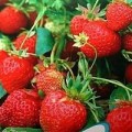 四季草莓种苗