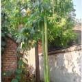 4米超长丝瓜种子