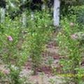 泰安木槿供应园林绿化苗木，泰安木