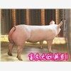 富东牧业供应猪苗，仔猪，苗猪，猪