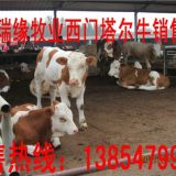 西门塔尔牛,鲁西黄牛,牛品种介绍