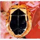 石龟|金钱龟|南宁龟业|广西龟业