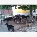 供应黑山羊，黑山羊肉，黑山羊养殖