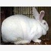 纯种獭兔种兔价格，纯种獭兔养殖场