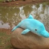 海乐园毛绒玩具新款海豚
