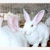 供应獭兔獭兔价格獭兔养殖场肉兔