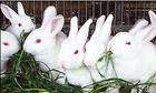獭兔兔笼肉兔种兔獭兔养殖