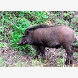 安徽省长白山野猪生态养殖基地