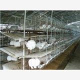 重庆獭兔养殖效益 天津獭兔价格