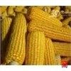 玉米小麦及麸皮鱼粉等大量农产品