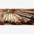 国行木业铁杉口料销售，供应优质铁