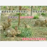 供应山东野兔|山东省野兔养殖基地