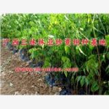 供应广西格木树苗，贺州格木树图片