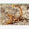 蜈蚣蝎子养殖致富无风险