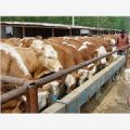 安徽哪有肉牛养殖场|肉牛价格|黄牛价格|养牛效益