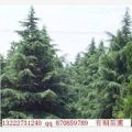 出售南京雪松，广玉兰，蜀桧，桂花